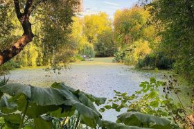 Жителей пригласили посетить Старинный пруд в Ботаническом саду МГУ. Фото: Telegram-канал «Аптекарского огорода»