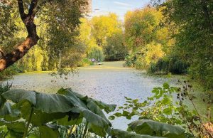 Жителей пригласили посетить Старинный пруд в Ботаническом саду МГУ. Фото: Telegram-канал «Аптекарского огорода»