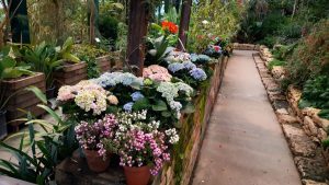 Оранжерея «Аптекарского огорода» пополнилась цветами. Фото взято с Telegram-канала сада
