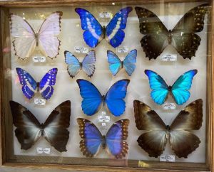 Выставка гигантских бабочек открылась в Ботаническом саду МГУ. Фото: Telegram-канал «Аптекарского огорода»