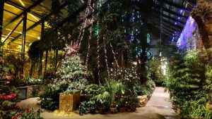 Новогодний фестиваль стартовал в Ботаническом саду МГУ. Фото: Telegram-канал «Аптекарского огорода»