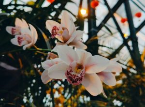 Жителей пригласили полюбоваться цветением лилии в Ботаническом саду МГУ. Фото: Telegram-канал «Аптекарского огорода»