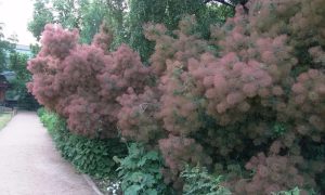 Как розовый дым, или Дымное дерево расцвело в Ботаническом саду МГУ. Фото: сайт Ботанического сада МГУ