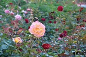 Розы как источник вдохновения: в «Аптекарском огороде» пройдет праздник цветов. Фото: Анна Быкова, «Вечерняя Москва»