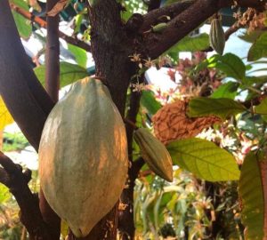 День шоколада: в «Аптекарском огороде» расцвели шоколадные деревья. Фото: официальный Telegram-канал «Аптекарского огорода»