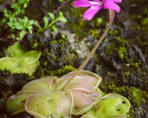 Опасные создания: «Хищная жирянка» расцвела в «Аптекарском огороде». Фото: пресс-служба «Аптекарского огорода»