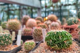 Сотрудники «Аптекарского огорода» представят выставку кактусов и суккулентов. Фото: пресс-служба «Аптекарского огорода»