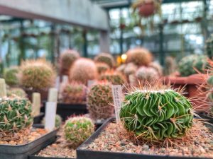 Сотрудники «Аптекарского огорода» представят выставку кактусов и суккулентов. Фото: пресс-служба «Аптекарского огорода»