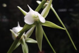 Редкая орхидея с Мадагаскара расцвела в «Аптекарском огороде». Фото: пресс-служба «Аптекарского огорода»