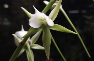 Редкая орхидея с Мадагаскара расцвела в «Аптекарском огороде». Фото: пресс-служба «Аптекарского огорода»