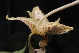 «Живое чудо» расцвело на один день в «Аптекарском огороде». Фото: пресс-служба Аптекарского огорода