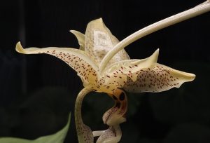 «Живое чудо» расцвело на один день в «Аптекарском огороде». Фото: пресс-служба Аптекарского огорода