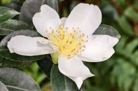 Камелии и азалии распустились в «Аптекарском огороде». Фото: пресс-служба «Аптекарского огорода»