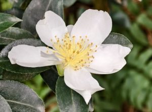 Камелии и азалии распустились в «Аптекарском огороде». Фото: пресс-служба «Аптекарского огорода»