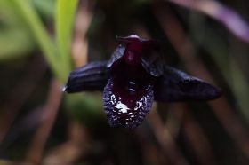 Готическая сказка в «Аптекарском огороде»: цветут самая черная орхидея и орхидея-вампир. Фото: пресс-служба «Аптекарского огорода»