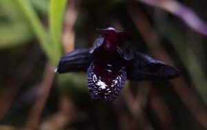 Готическая сказка в «Аптекарском огороде»: цветут самая черная орхидея и орхидея-вампир. Фото: пресс-служба «Аптекарского огорода»