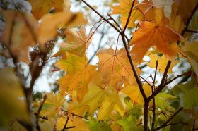 Тепло вернется в Москву в начале следующей недели – синоптик Позднякова. Фото: Анна Быкова, «Вечерняя Москва»