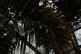 Представители «Аптекарского огорода» объявили необычная неделя. Фото: Telegram-канал «Аптекарского огорода»