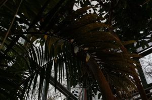 Представители «Аптекарского огорода» объявили необычная неделя. Фото: Telegram-канал «Аптекарского огорода»