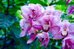 Фестиваль «Тропическая зима» организуют в «Аптекарском огороде». Фото: пресс-служба «Аптекарского огорода»