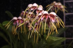 Редкая орхидея «Птичье яйцо» появилась в «Аптекарском огороде». Фото: Telegram-канал «Аптекарского огорода»