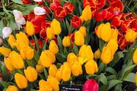 Выставку «Репетиция весны» откроют в «Аптекарском огороде». Фото: пресс-служба «Аптекарского огорода»