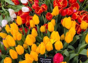 Выставку «Репетиция весны» откроют в «Аптекарском огороде». Фото: пресс-служба «Аптекарского огорода»