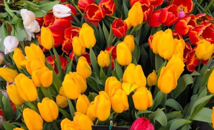 Выставку «Репетиция весны» откроют в «Аптекарском огороде». Фото: пресс-служба «Аптекарского огорода»