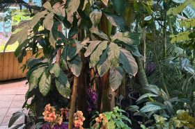 Впервые в XXI веке зацвело авокадо в Аптекарском огороде. Фото: пресс-служба Аптекарского огорода