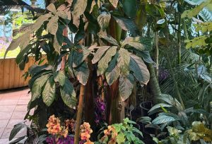 Впервые в XXI веке зацвело авокадо в «Аптекарском огороде». Фото: пресс-служба «Аптекарского огорода»