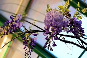 Экзотическая глициния зацвела в «Аптекарском огороде». Фото: пресс-служба «Аптекарского огорода»