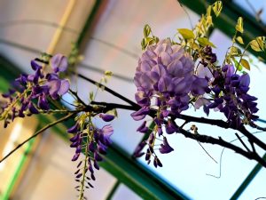 Экзотическая глициния зацвела в «Аптекарском огороде». Фото: пресс-служба «Аптекарского огорода»