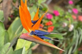 «Райская птица» из Африки зацвела в «Аптекарском огороде». Фото: пресс-служба «Аптекарского огорода»